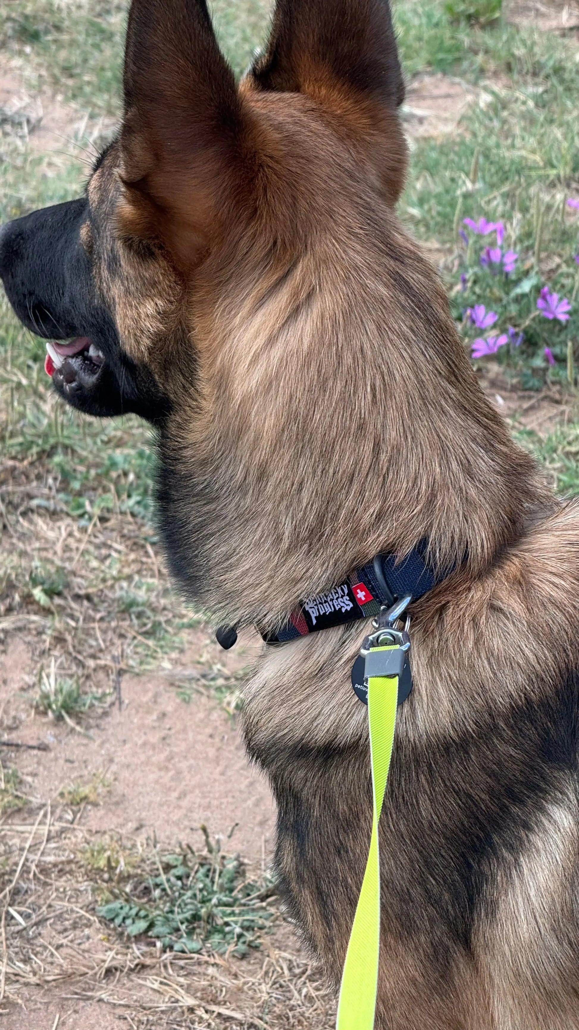 The Dog collar Schnacky Progress