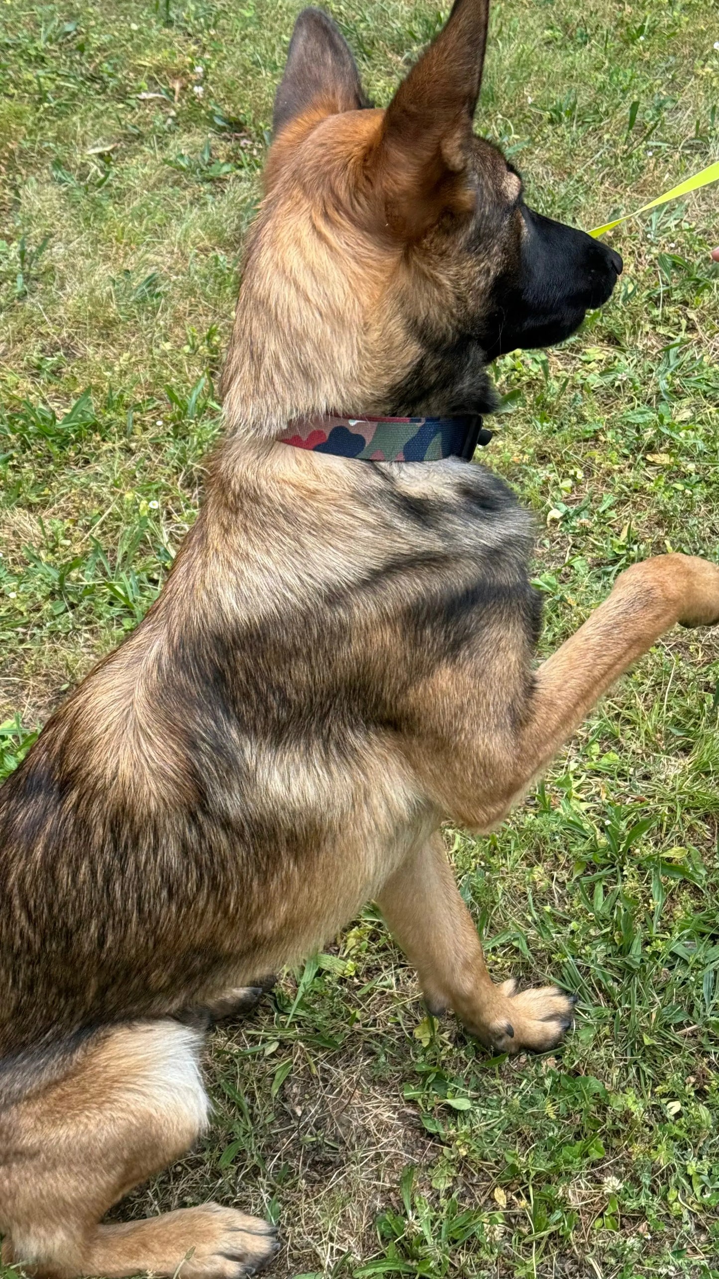 The Dog collar Schnacky Progress