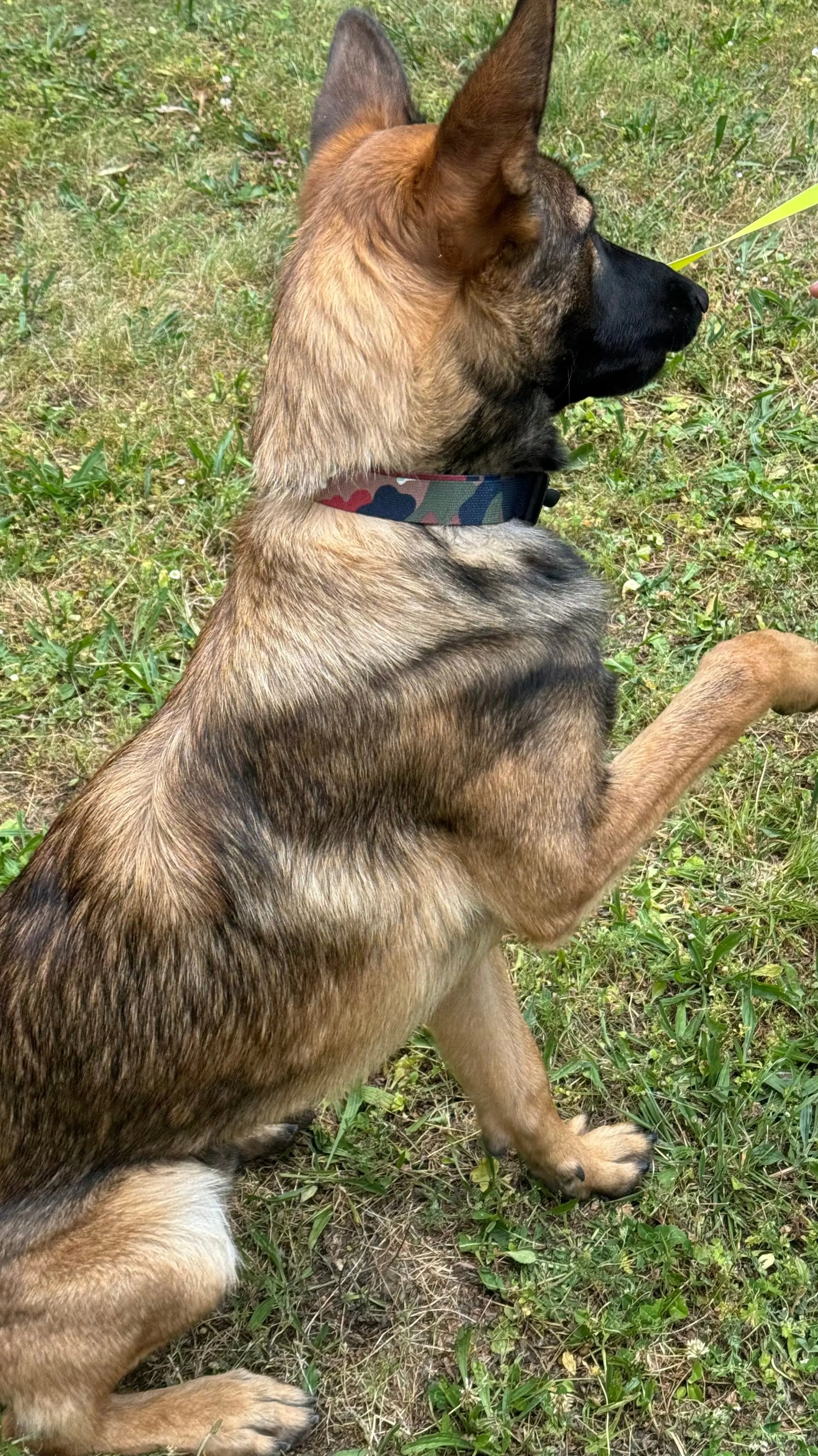 The Dog collar Schnacky Progress