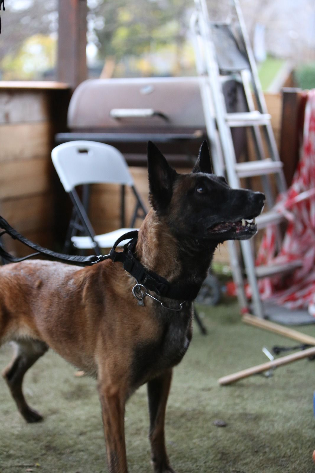 R-Collar